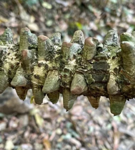 Gombe Park Toothache tree